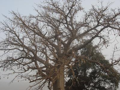 baobab400x300.jpg